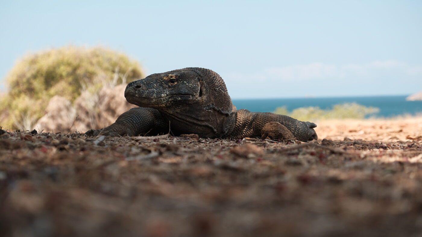 komodo-dragon