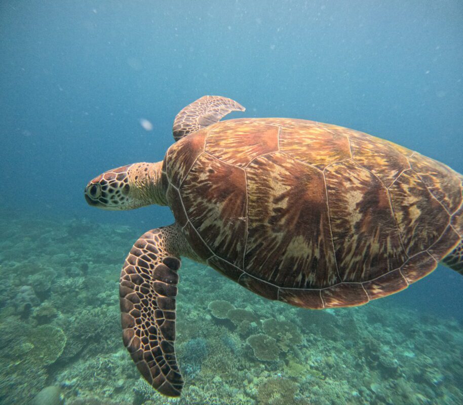 sea-turtle