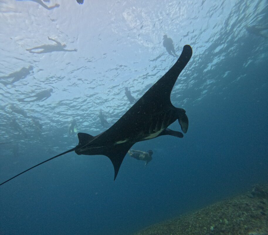 manta-point-labuan-bajo